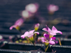 鉄格子の隙間から