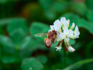 mofumofu bee