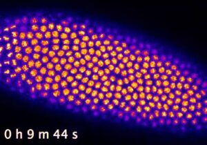 Mitotic wave