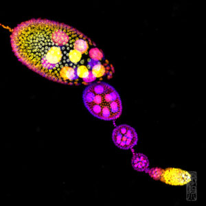 Egg chamber