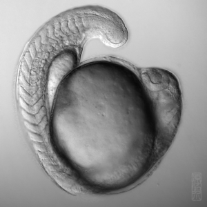 Developing zebrafish
