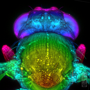 Drosophila