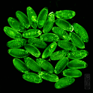 Early embryos
