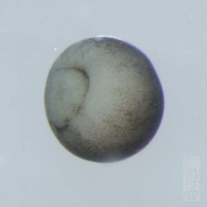 Gastrula to neurula thumbnail 1