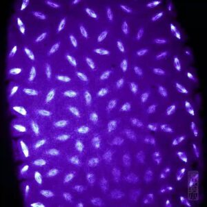 Mitosis