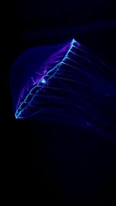 野生のGFP