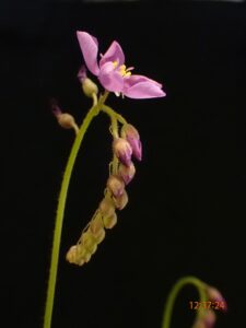 モウセンゴケ 花開花落