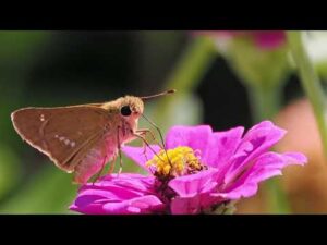 密を吸うセセリチョウ