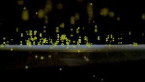 水平線のボルボックス