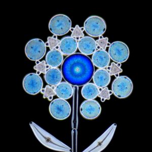 珪藻の花（Heineの旅）