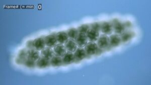ケンミジンコの発生