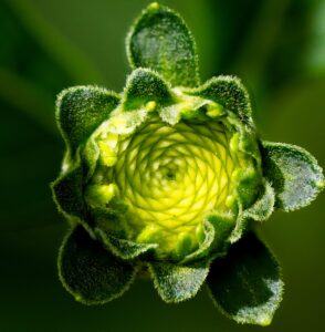 蕾から花へ、受け継がれる造形美１