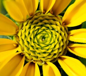 蕾から花へ、受け継がれる造形美2
