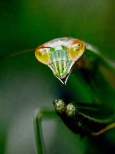 守護カマキリ