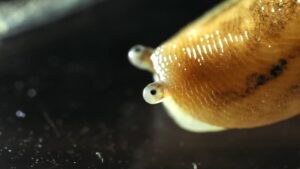 ナメクジをのぞくとき